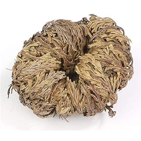 Rose of Jericho Resurrection Plant - Miracle Revival | Incense Garden