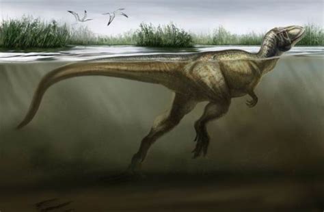 科学网—中国发现首例恐龙游泳化石证据