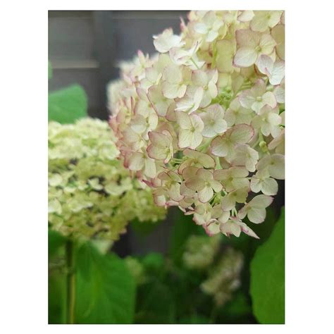Hydrangea arborescens 'Picotee Charmant' | Seeding