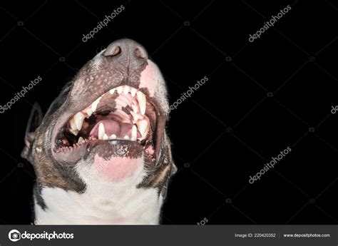 American Pitbull Terrier Teeth