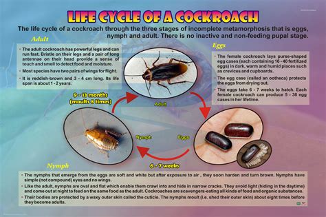 Cockroach Lifecycle 的图像结果