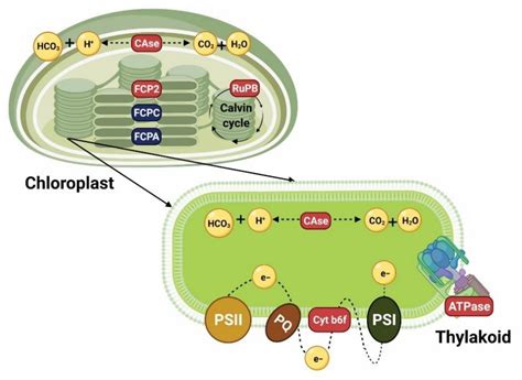 Biochemical and Molecular Aspects of Phosphorus Limitation in Diatoms ...