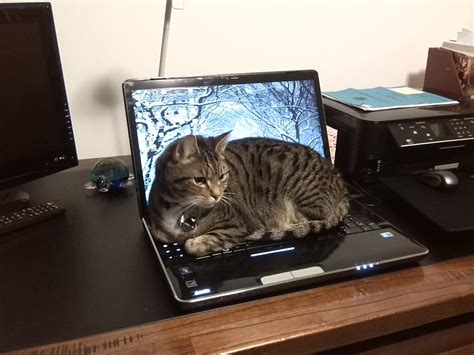 Cat Using Computer 的图像结果