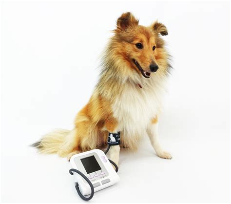 Dog Blood Pressure Cuff Size Chart at Dorothy Bufkin blog