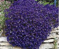 fiori a cascata 3 x aubrieta blue alpine rockery trailing plants fiori a cascata 3 x aubrieta blue alpine rockery trailing plants