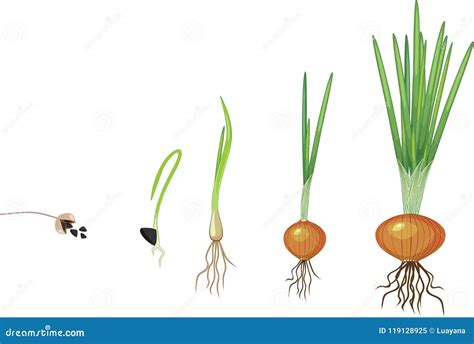 Stages of onion growth stock vector. Illustration of agriculture ...