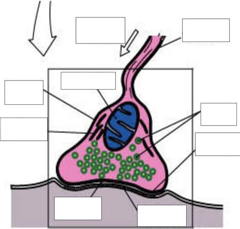 The Synapse Labeled 的图像结果