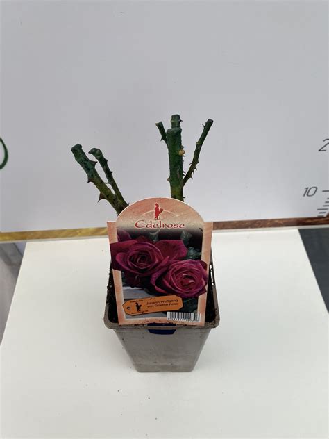 ΤΡΙΑΝΤΑΦΥΛΛΙΑ Rosa J. W. von Goethe Rose® Rosen Tantau ΑΡΩΜΑΤΙΚΗ ...