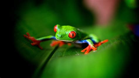 Cute Frog Backgrounds (52+ pictures) - WallpaperSet