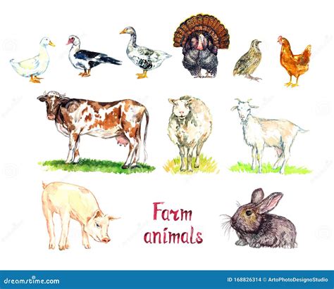 Farm Animals Collection, White Domestic and South American Muscovy Duck ...