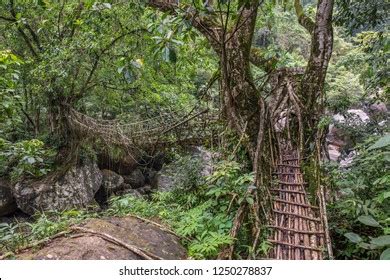 Image result for Tree Root Bridge