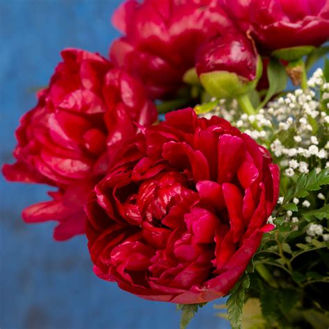 Red Peony Flower Meaning