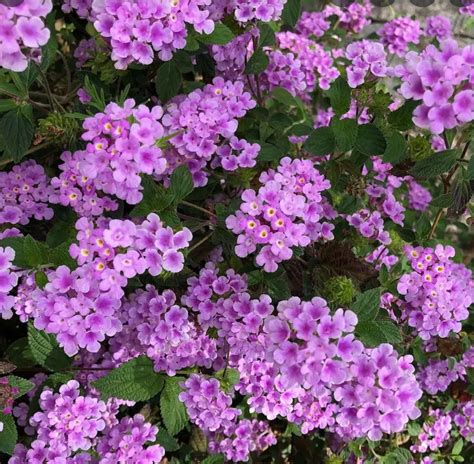 Lantana montevidensis ★ CREEPING LANTANA – Plantitude Kenya