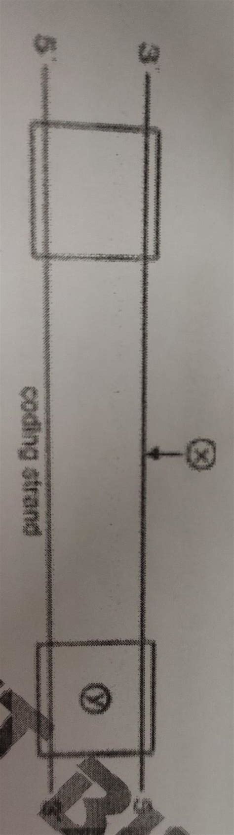 Name the parts 'X' and 'Y' of the transcription unit given below.coding ...
