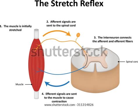 Muscle Spindle Stretch Reflex 的图像结果