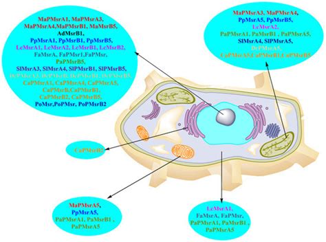 The Role and Regulatory Mechanism of Methionine Sulfoxide Reductase ...
