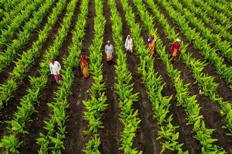 Turmeric to chilies: Telangana becoming significant hub for ...