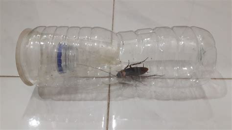 How to Make a Cockroach Trap 的图像结果