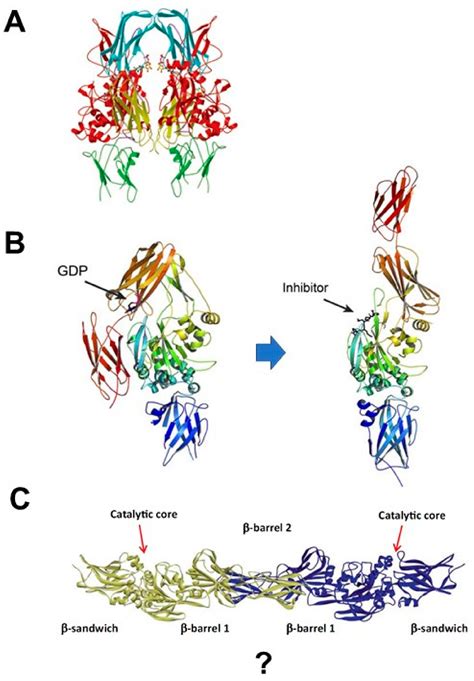 New Insights into Development of Transglutaminase 2 Inhibitors as ...