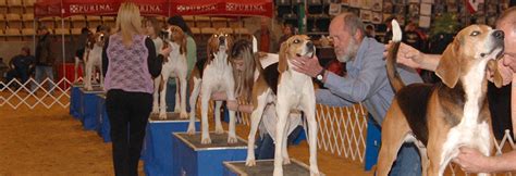 About UKC Coonhounds | United Kennel Club (UKC)