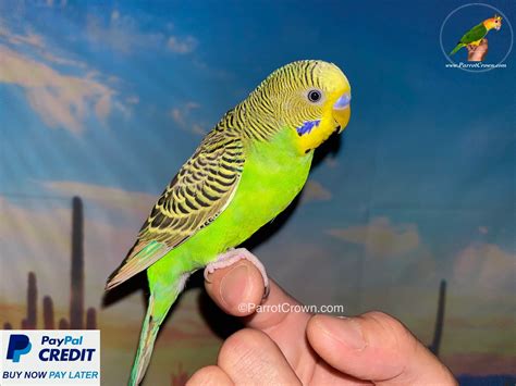 Yellow And Green Parrots