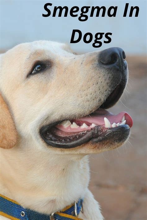 Smegma in dogs all you need to know - Artofit