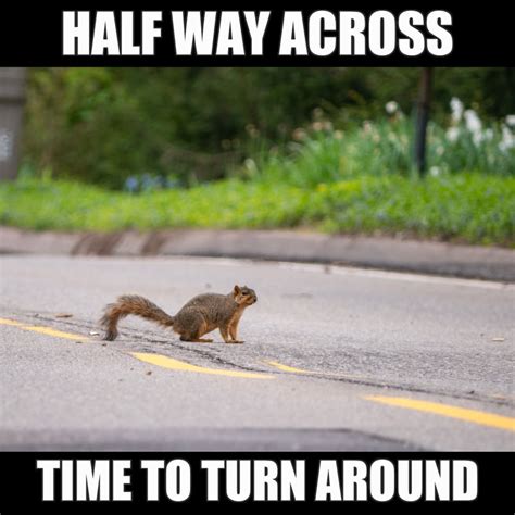 Squirrel Memes