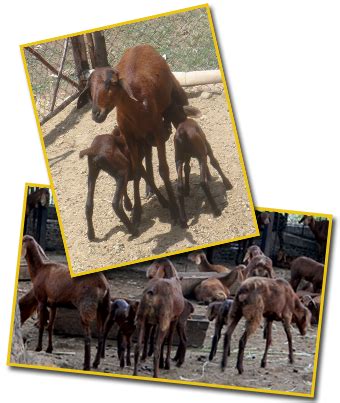 Feeding Management of Sheep and Goats