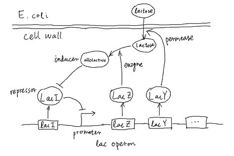 Image result for Lac Operon Components