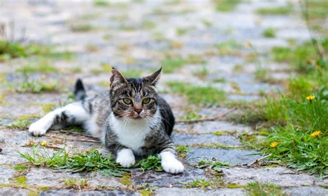 The Best Pet-Safe Weed Killer - A-Z Animals