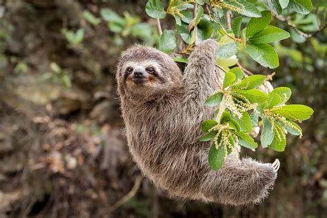 What Animals Live In South America? - WorldAtlas