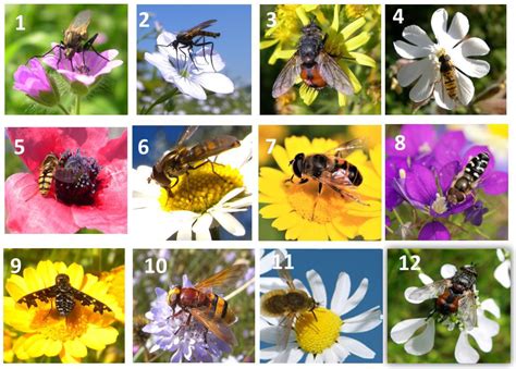 Weed Role for Pollinator in the Agroecosystem: Plant–Insect ...