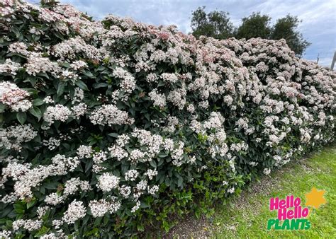 Viburnum Hedge Flower Sweet Viburnum – Dense Hedging Plant | Nursery