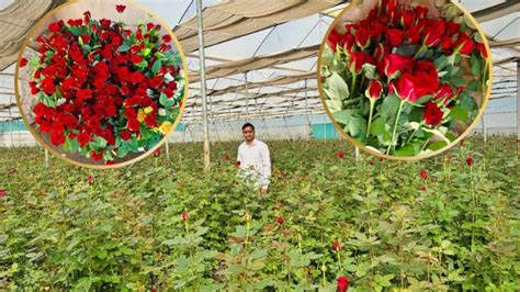 Rose Farming: गुलाब की खेती ने धार के किसान को बनाया करोड़पति! जानिए ...