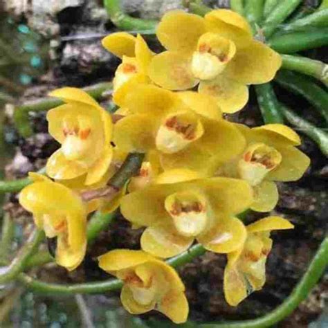 Chiloschista nakornpanomensis sp. – EXOTICA ORCHIDS