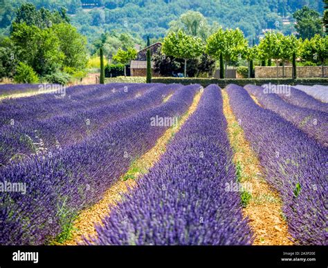 Lavender fields in Provence, France Stock Photo - Alamy