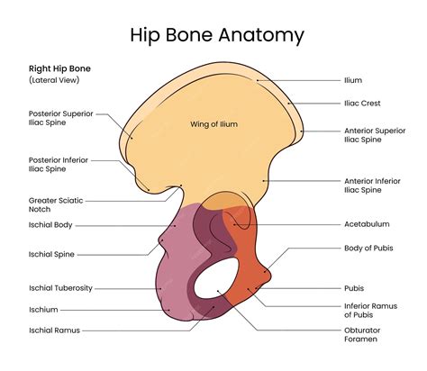 Premium Vector | Diagram of Hip Bone Anatomy