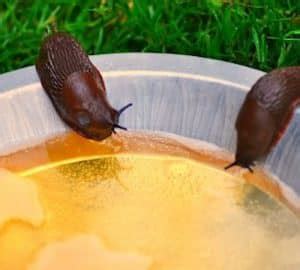 Image result for Homemade Slug Control