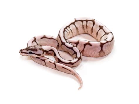 Image result for Killer Bee Axanthic Ball Python