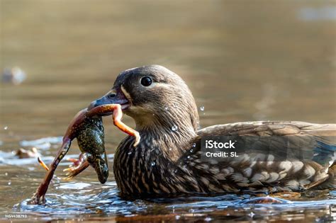 Image result for Toad Eating Duck