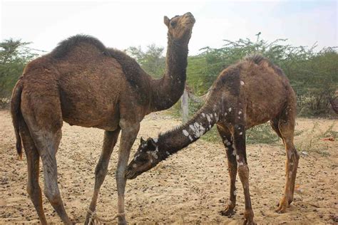 Lumpy skin disease: How climate change helped spread a disease that ...