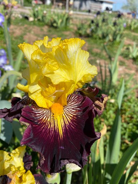 Reckless Abandon – Ripple Effect Iris Farm