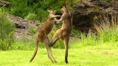 Kangaroo Kicks Man