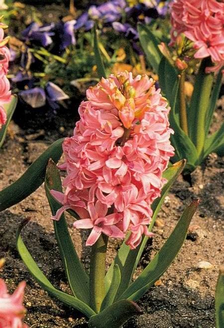 Pride of beauty : spiritual meaning of flower by The Mother