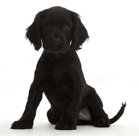 Dog: Black Cocker Spaniel puppy photo WP45902