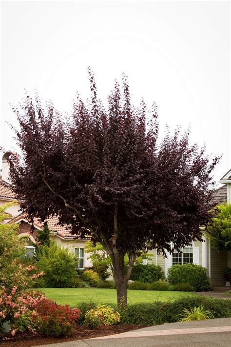 Purple Leaf Plum Tree