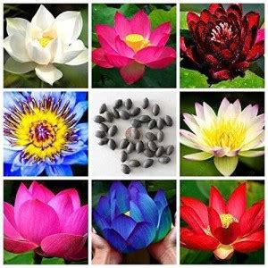 VibeX ™ RDX-811 Dwarf Lotus Flower Seeds Seed Price in India - Buy ...