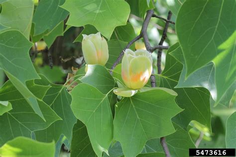 Tree Highlight: Tulip poplar | Urban Forest Initiative