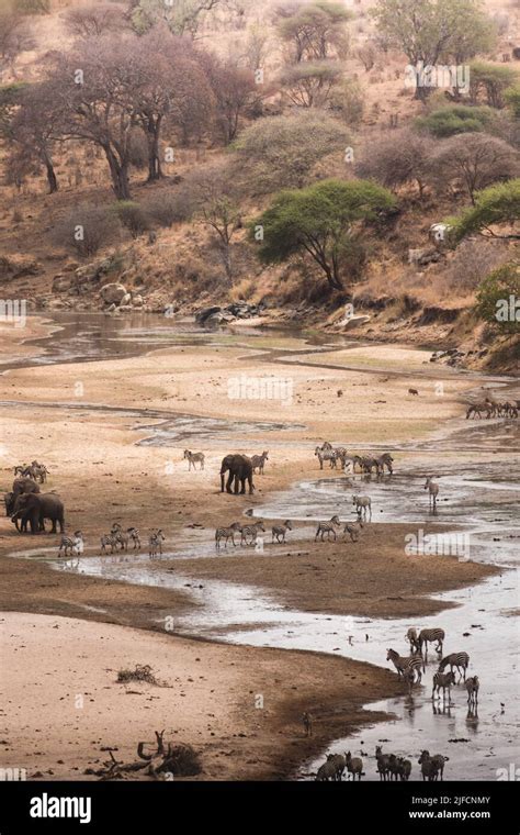 Nature Animals 的图像结果