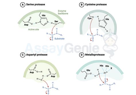 Protease vs Peptidase: Understanding Enzymatic Digestion - Assay Genie